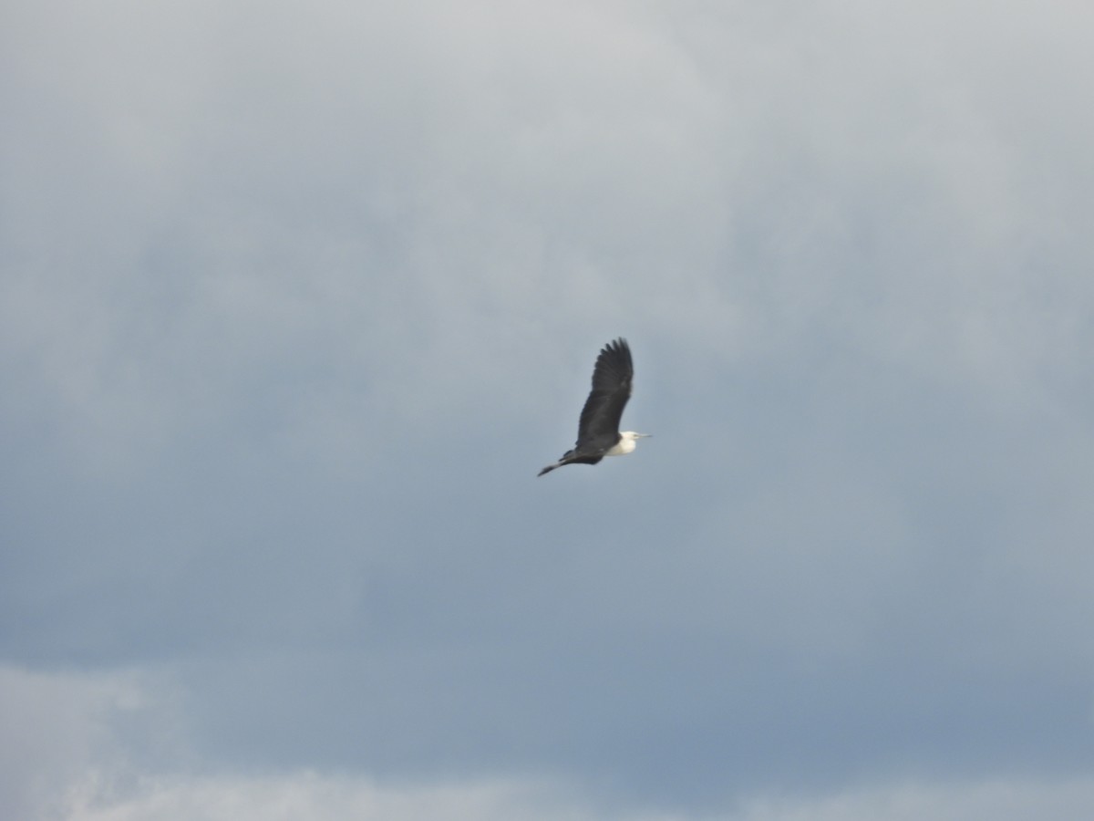 Pacific Heron - ML645300351