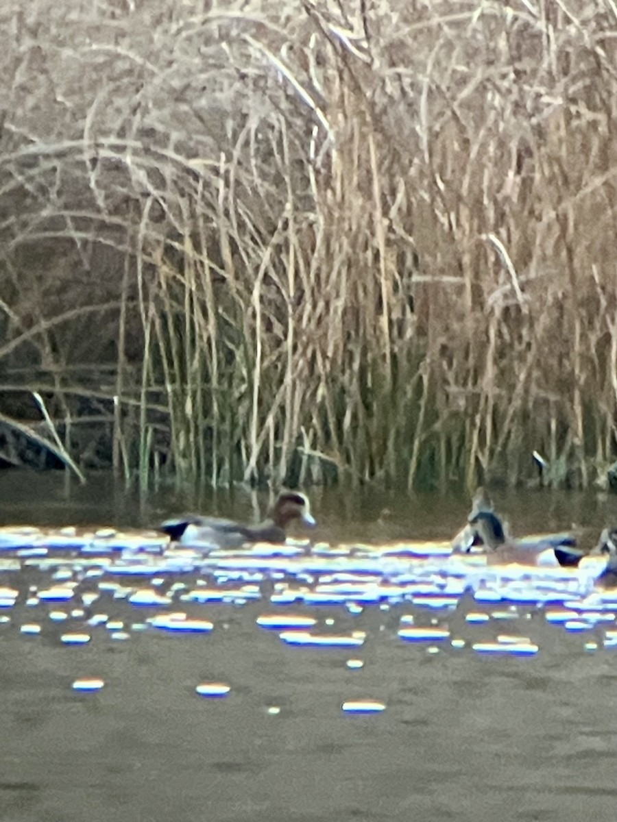 Eurasian x American Wigeon (hybrid) - ML645300353