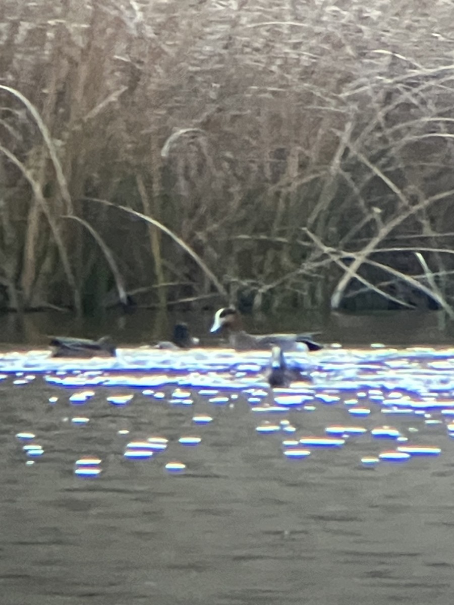 Eurasian x American Wigeon (hybrid) - ML645300354