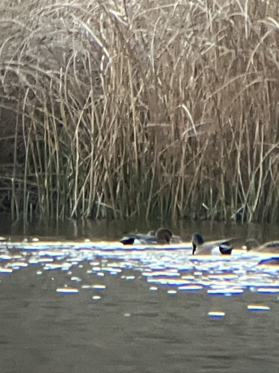 Eurasian x American Wigeon (hybrid) - ML645300355
