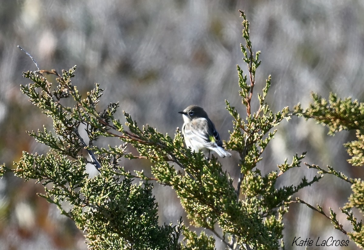 Yellow-rumped Warbler - ML645300356