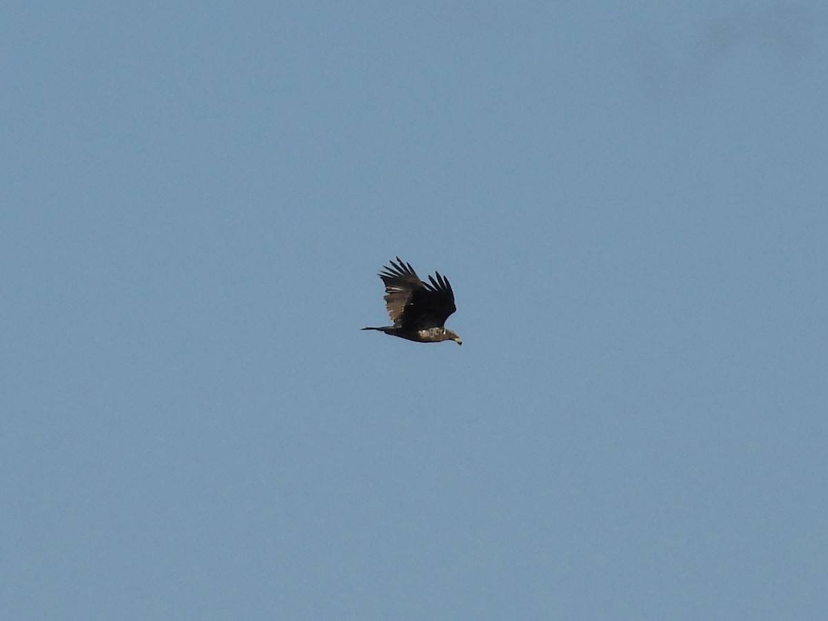 Bald Eagle - ML645300360