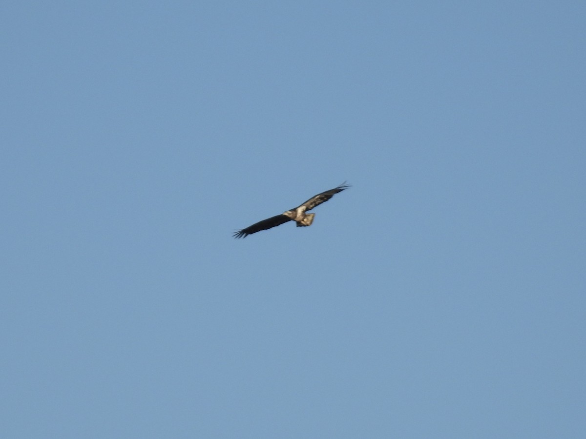 Bald Eagle - ML645300363