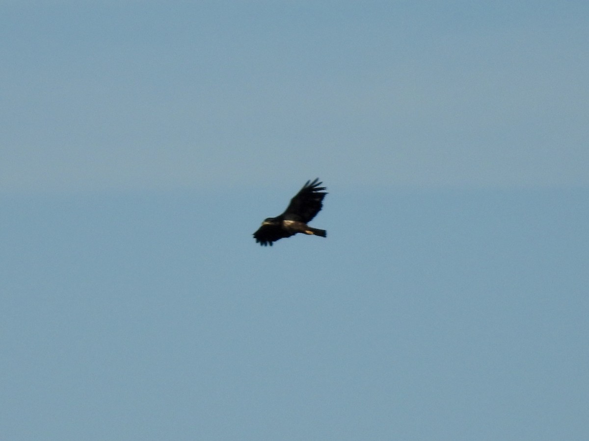 Bald Eagle - ML645300364