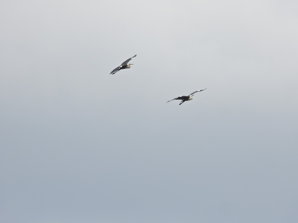 Pacific Heron - ML645300365