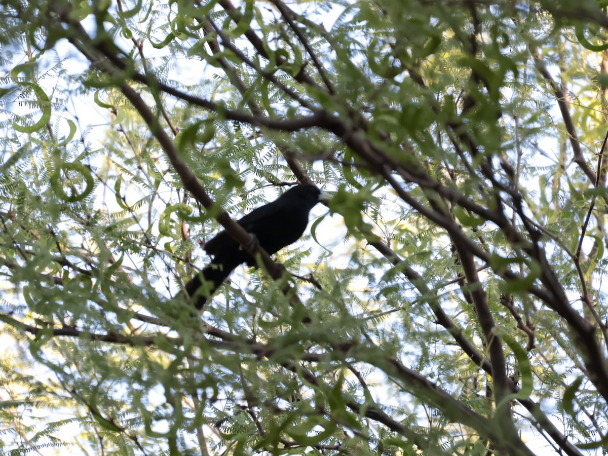 Solitary Black Cacique - ML645300368