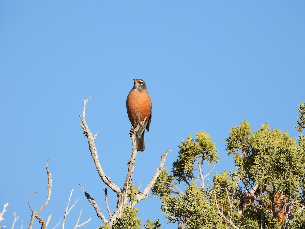 コマツグミ - ML645300370