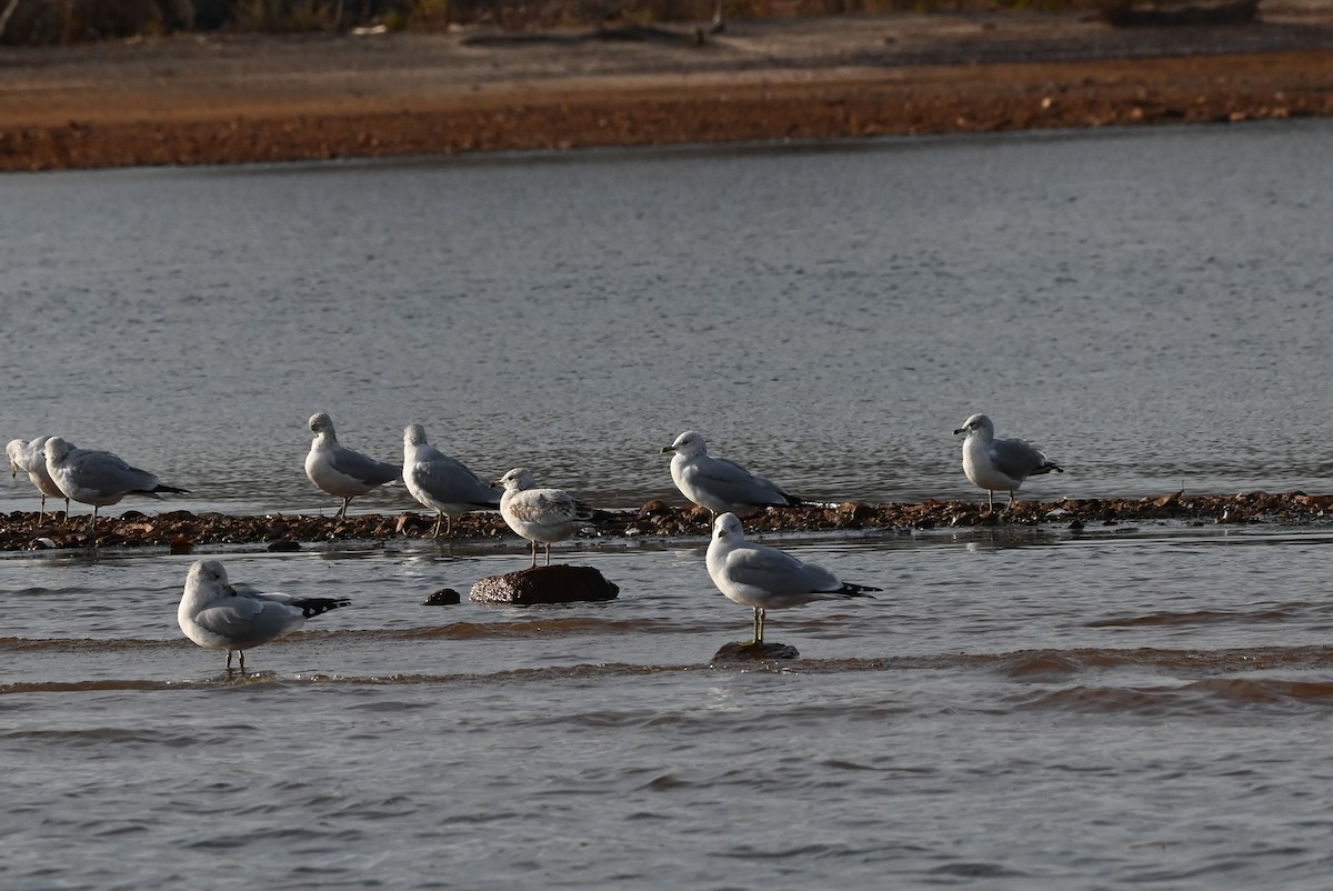 Halkalı Martı - ML645300393