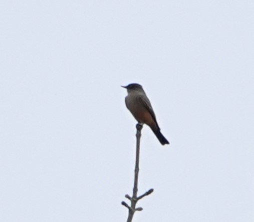 Say's Phoebe - ML645300396