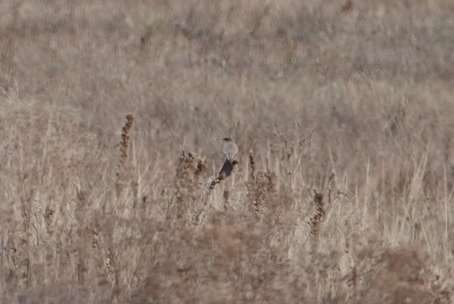 Say's Phoebe - ML645300397