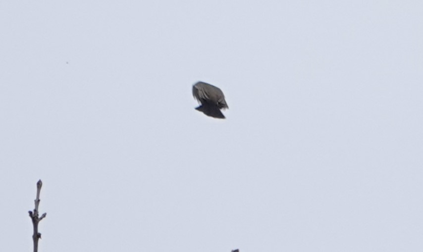 Say's Phoebe - ML645300398