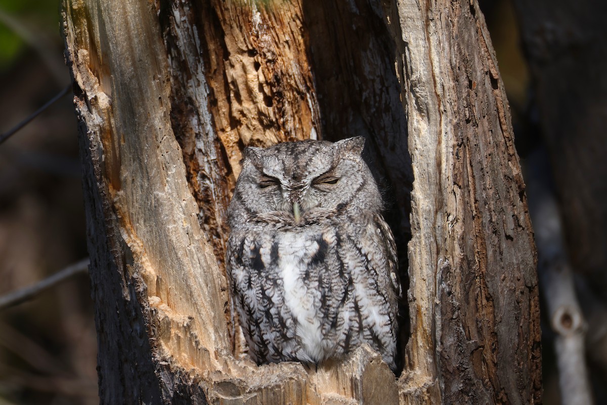 Eastern Screech-Owl - ML645300432