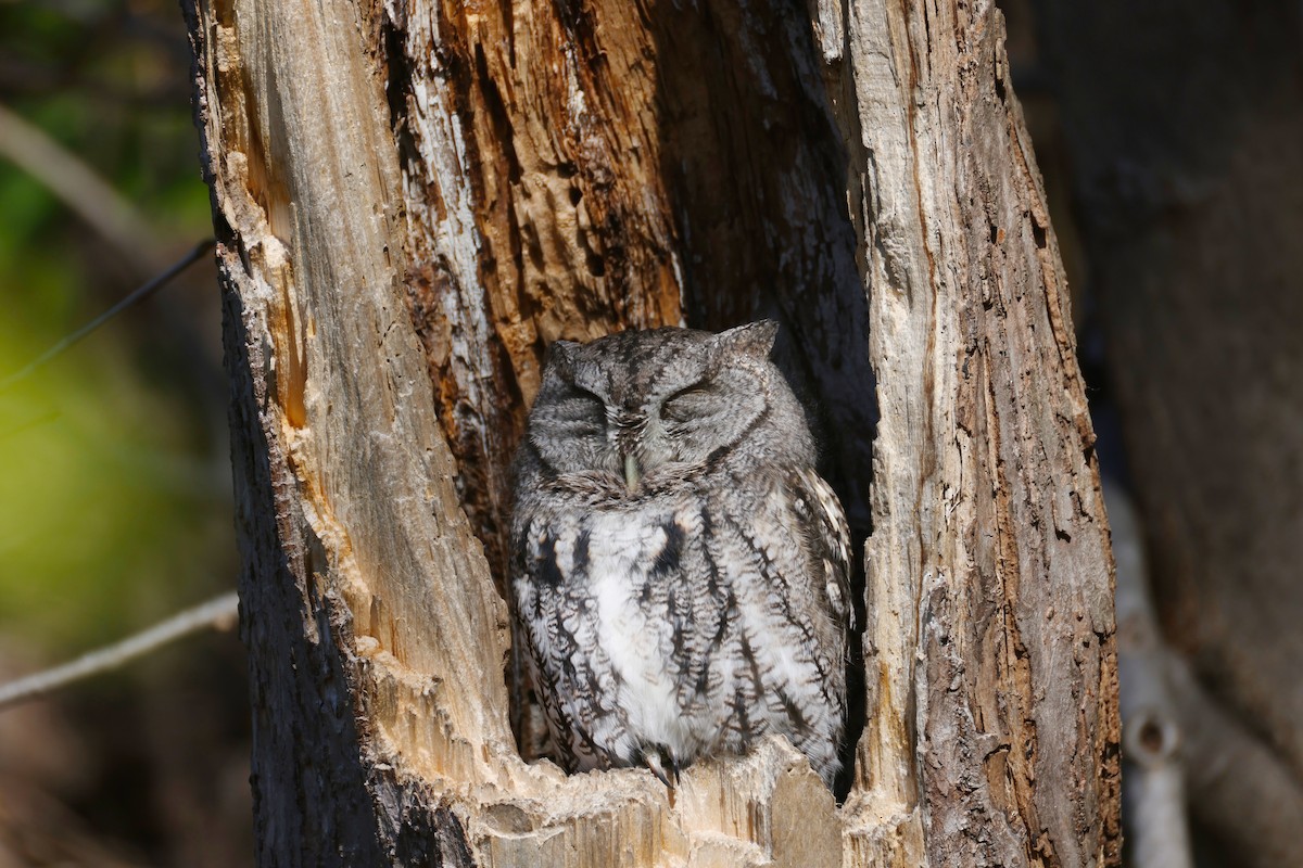 Eastern Screech-Owl - ML645300438