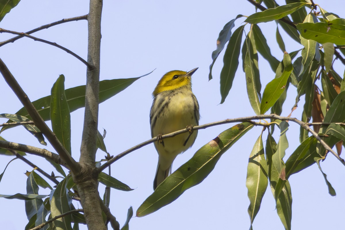 Black-throated Green Warbler - ML645300454