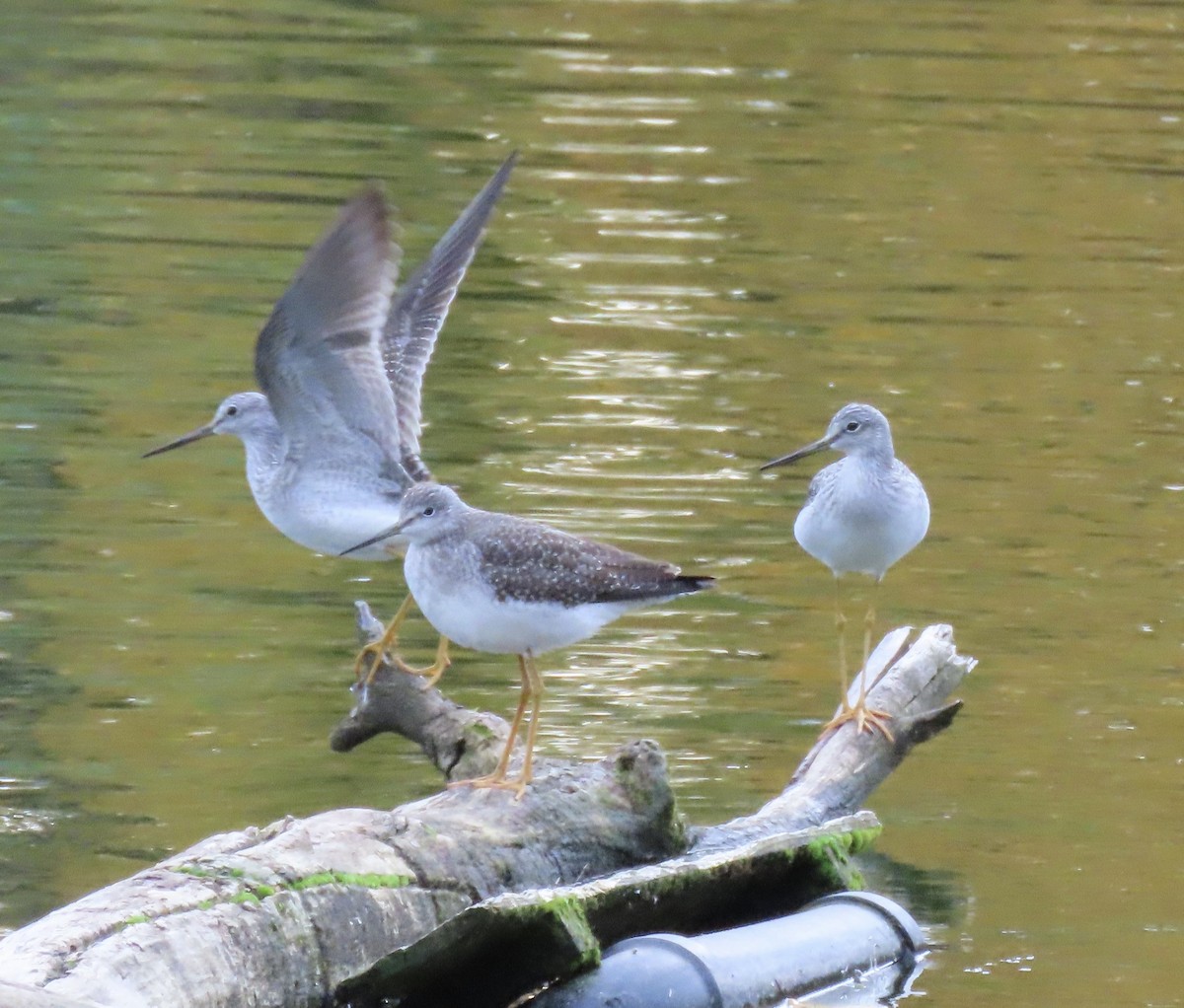 Greater Yellowlegs - ML645300461