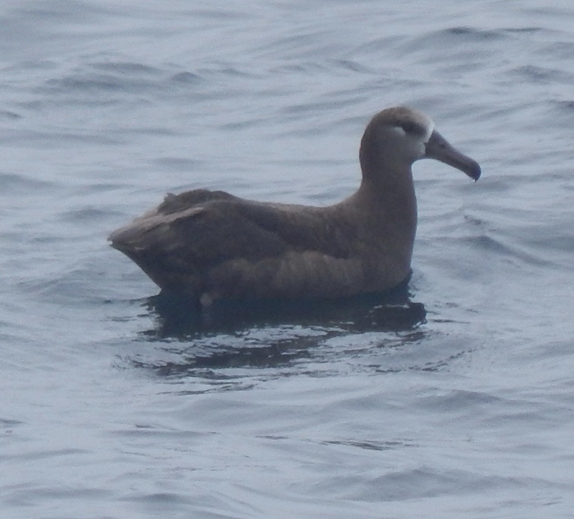 Black-footed Albatross - ML645300462
