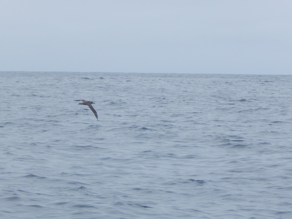 Black-footed Albatross - ML645300463