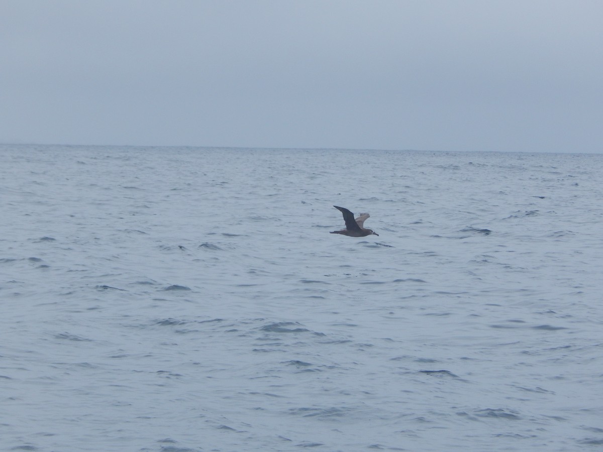 Black-footed Albatross - ML645300464