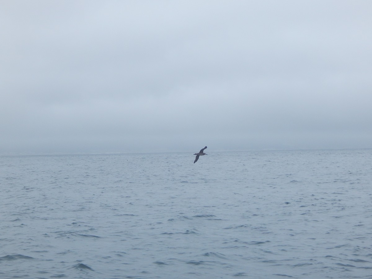 Black-footed Albatross - ML645300465