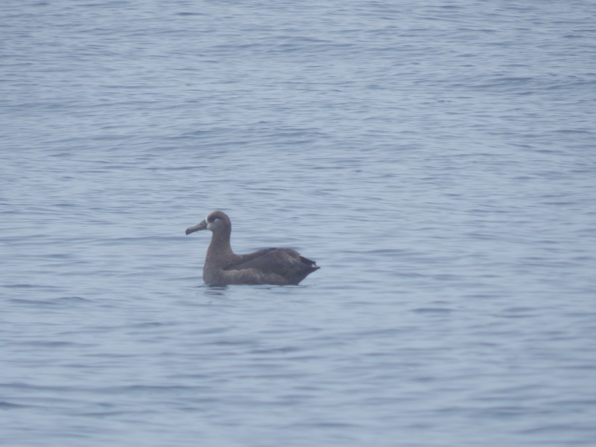 Black-footed Albatross - ML645300466