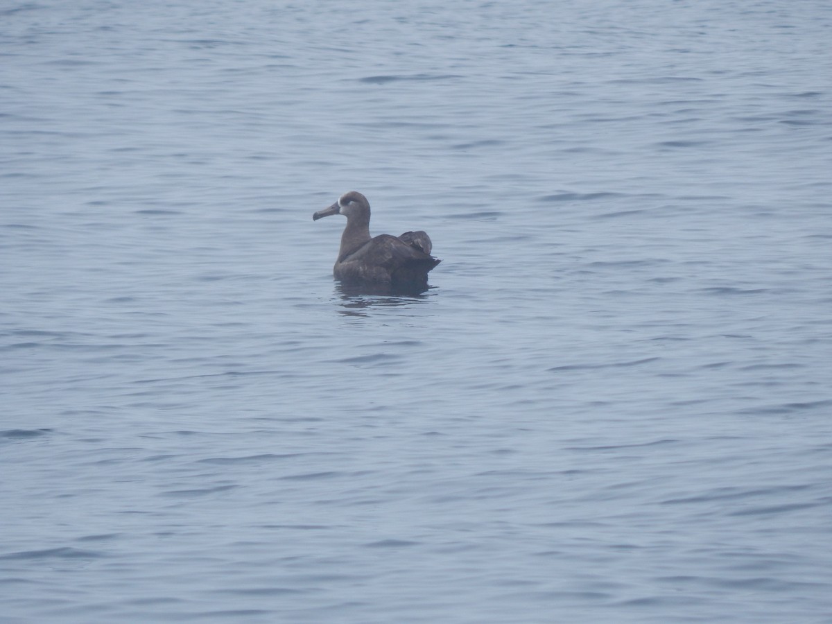 Black-footed Albatross - ML645300467