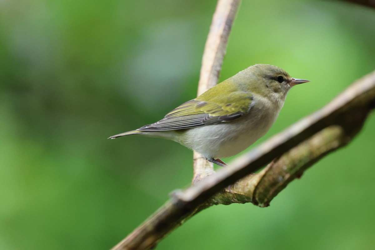 Червоїд світлобровий - ML645300468