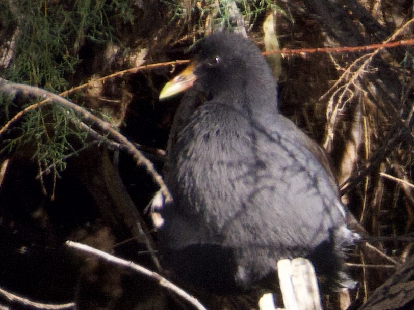 Gallinule d'Amérique - ML645300479