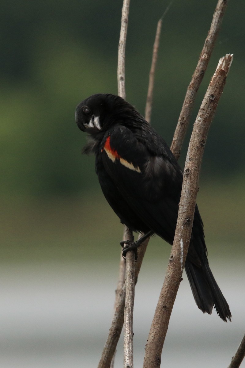 Красноплечий трупиал - ML645300496