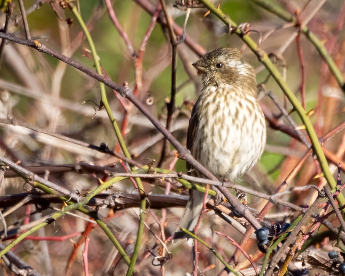 Roselin pourpré - ML645300503