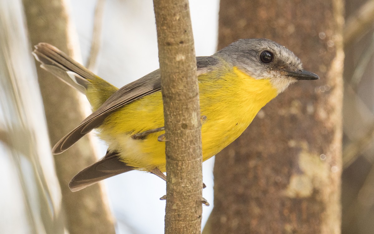 lejsčík žlutý - ML645300512