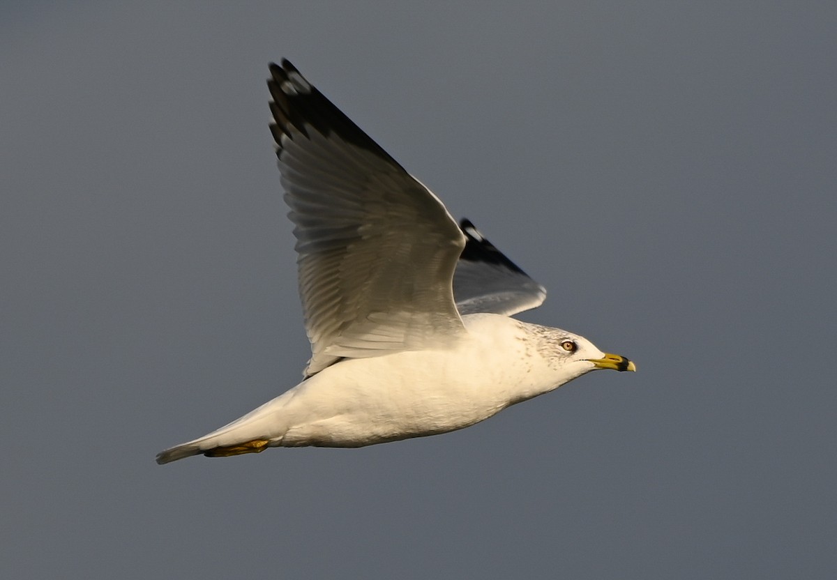 Halkalı Martı - ML645300513