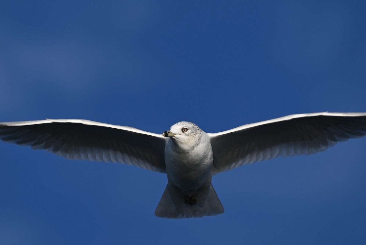 Halkalı Martı - ML645300514