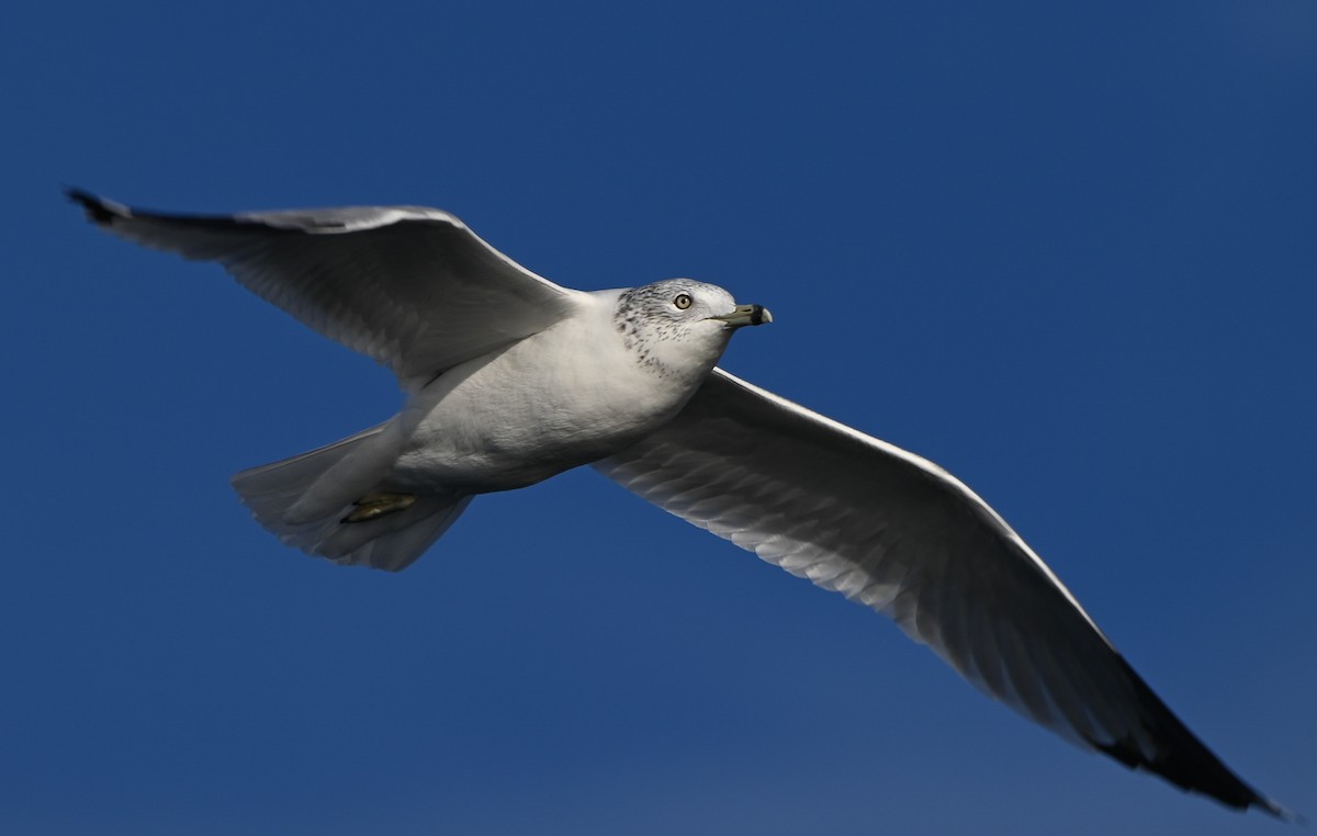 Halkalı Martı - ML645300515