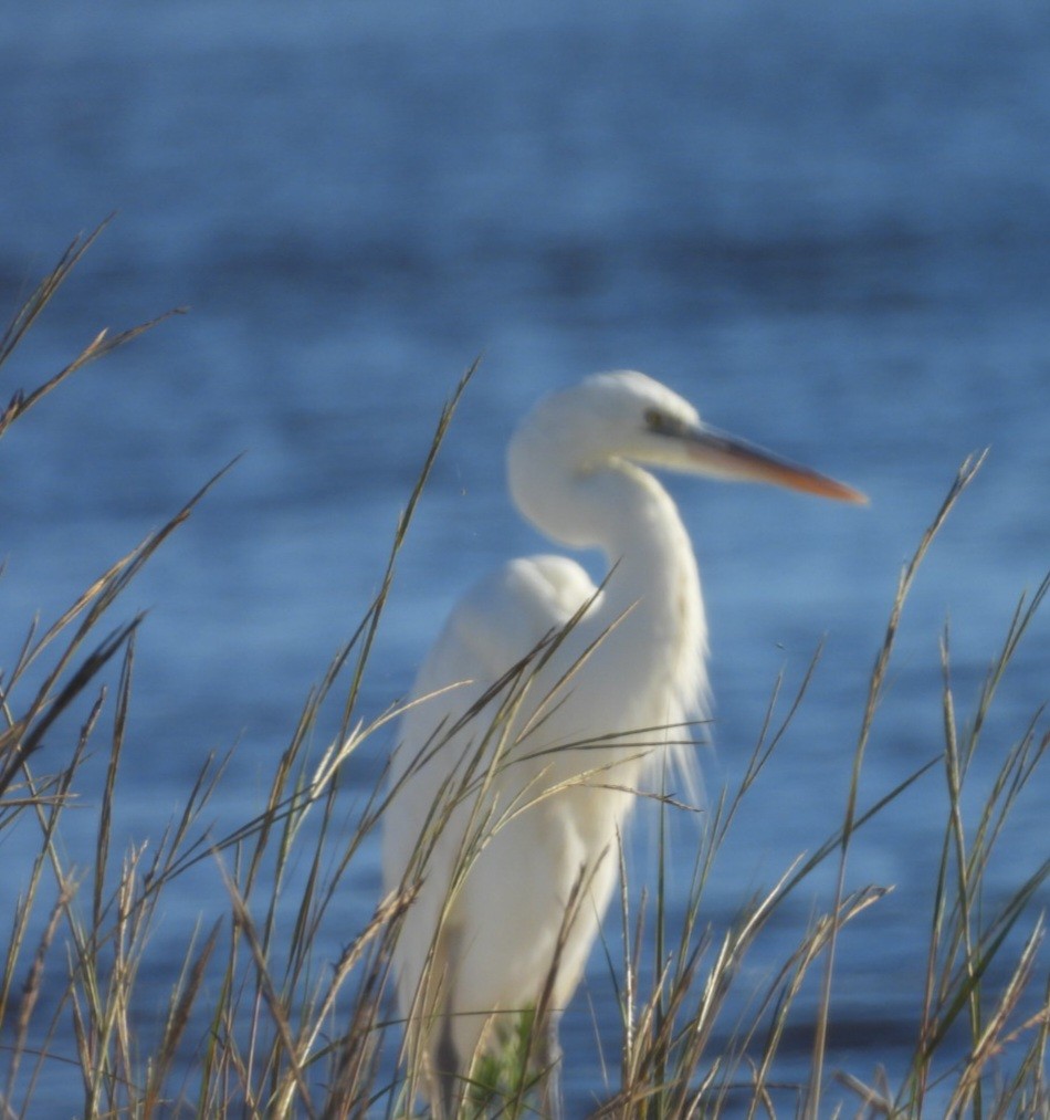 Garza Azulada (occidentalis) - ML645300516