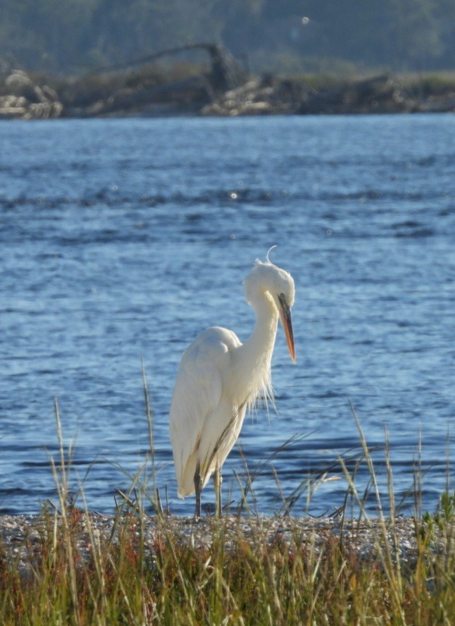 Garza Azulada (occidentalis) - ML645300519