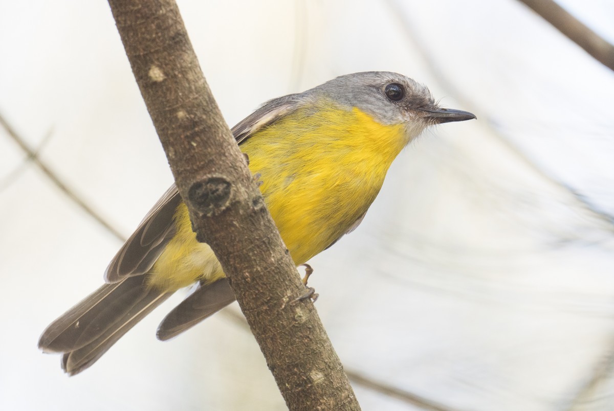 lejsčík žlutý - ML645300521