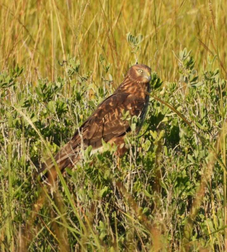 Aguilucho de Hudson - ML645300534