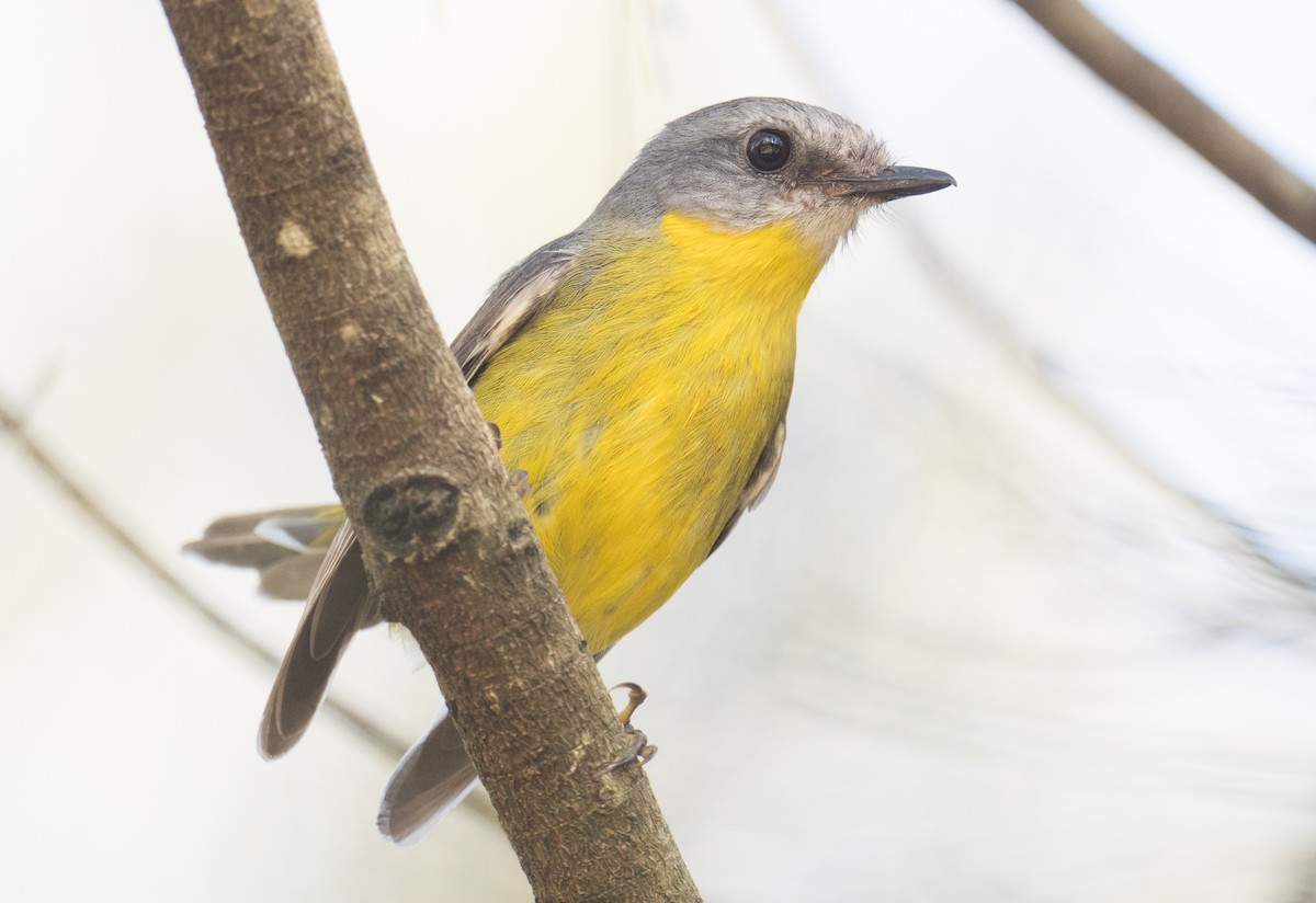 lejsčík žlutý - ML645300535