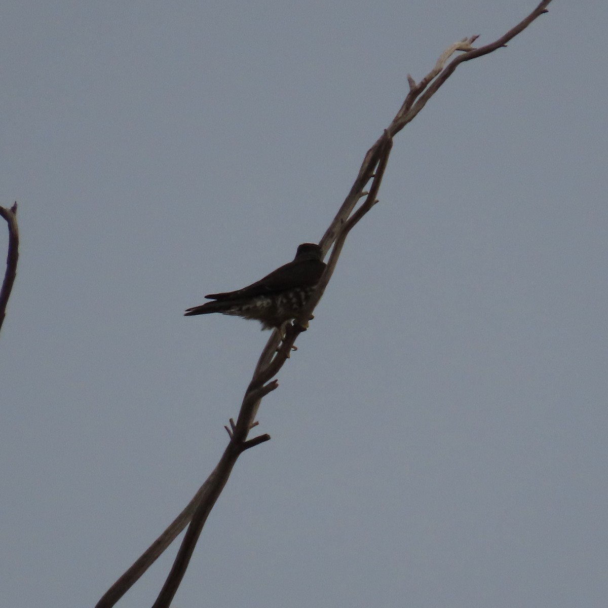 Esmerejón - ML645300542