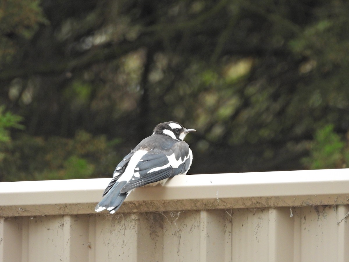 Grallina Australiana - ML645300545