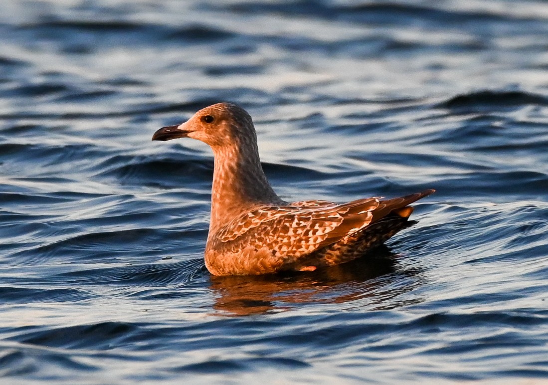 Gaviota Argéntea Americana - ML645300546