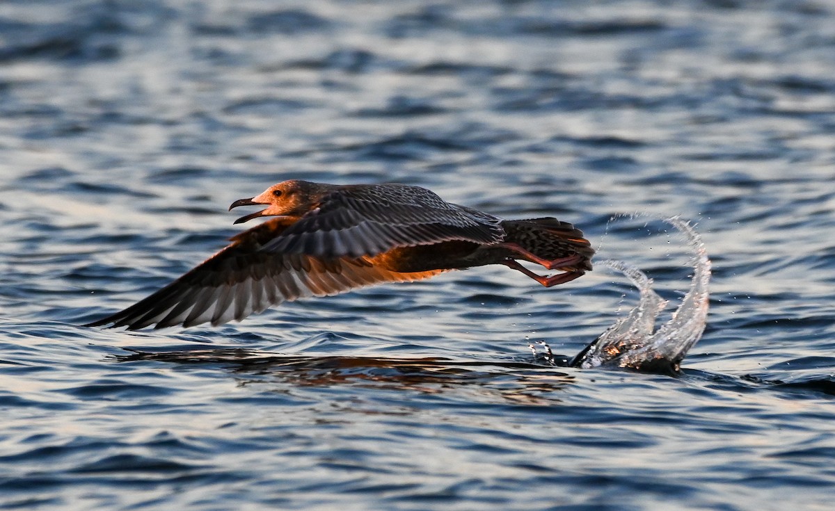 Gaviota Argéntea Americana - ML645300547
