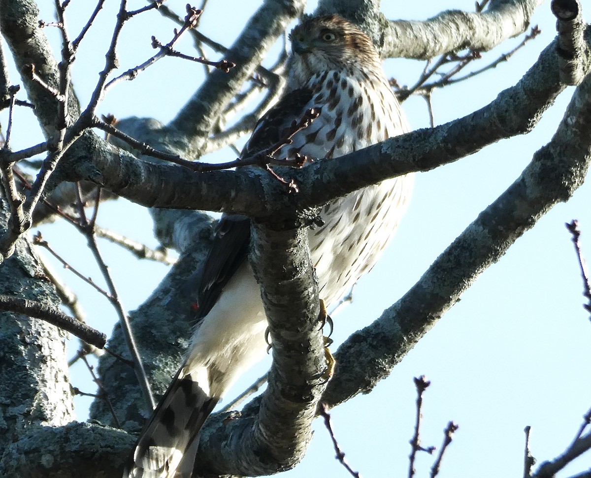 Gavilán de Cooper - ML645300548