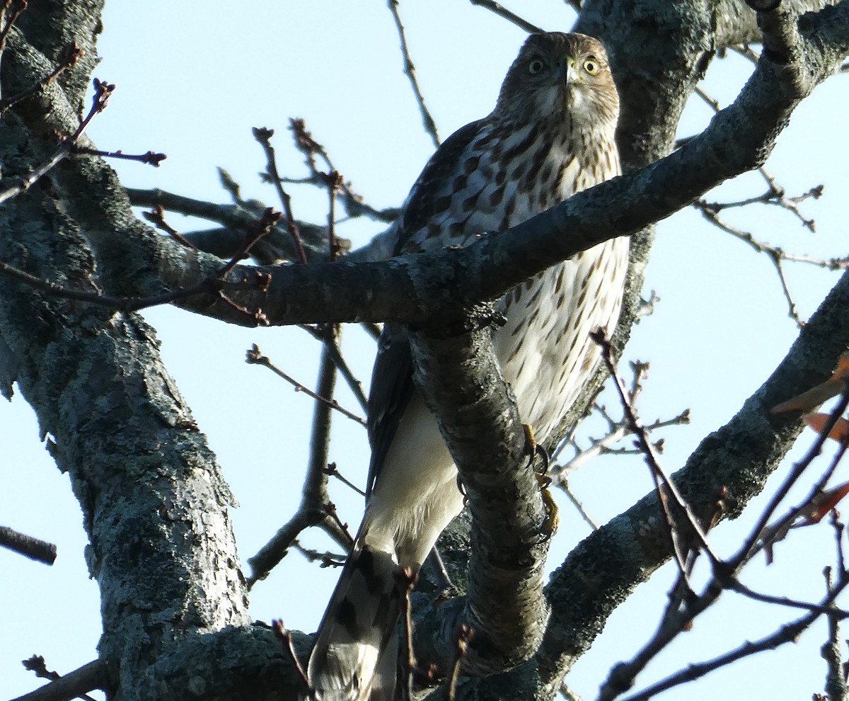 Gavilán de Cooper - ML645300549