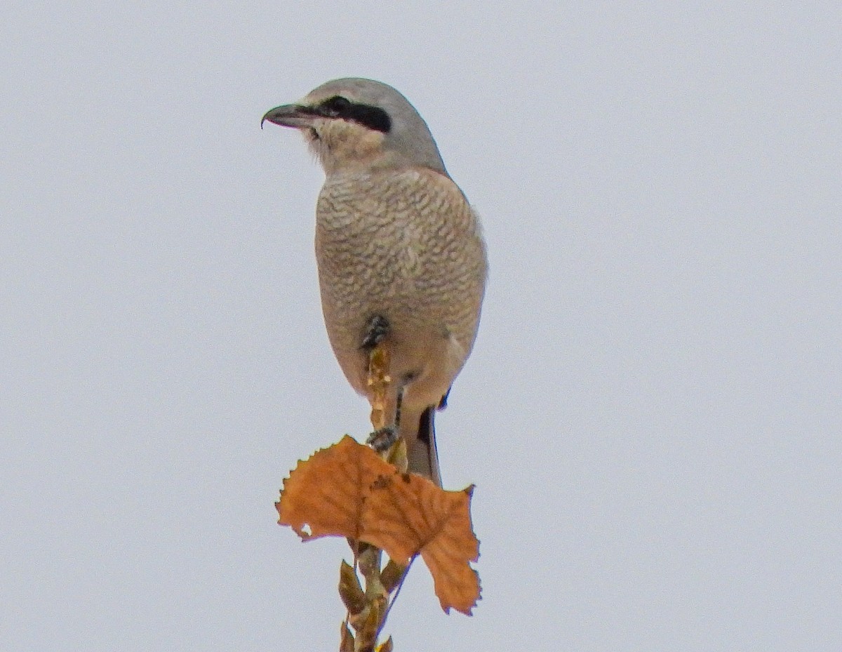 Alcaudón Boreal - ML645300551