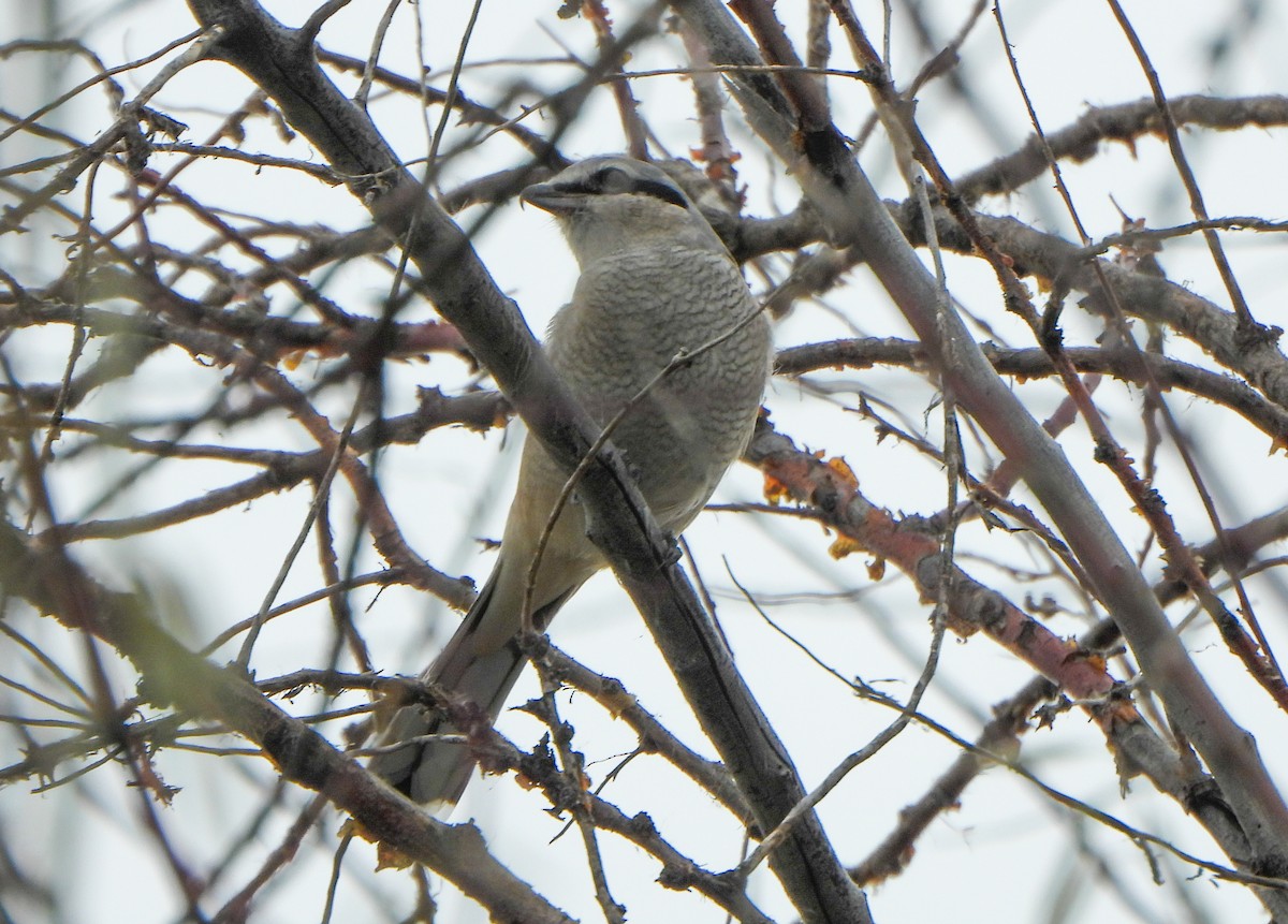 Alcaudón Boreal - ML645300552