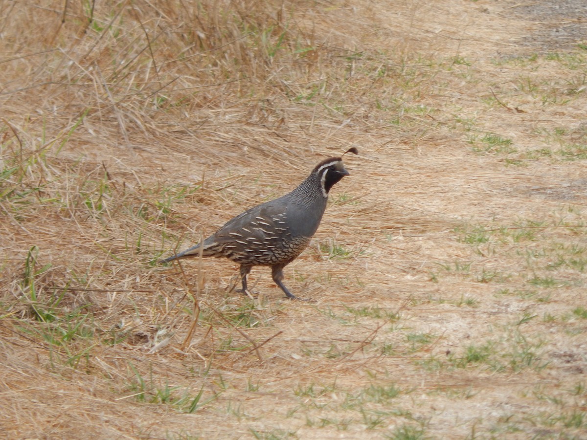 Colín de California - ML645300553