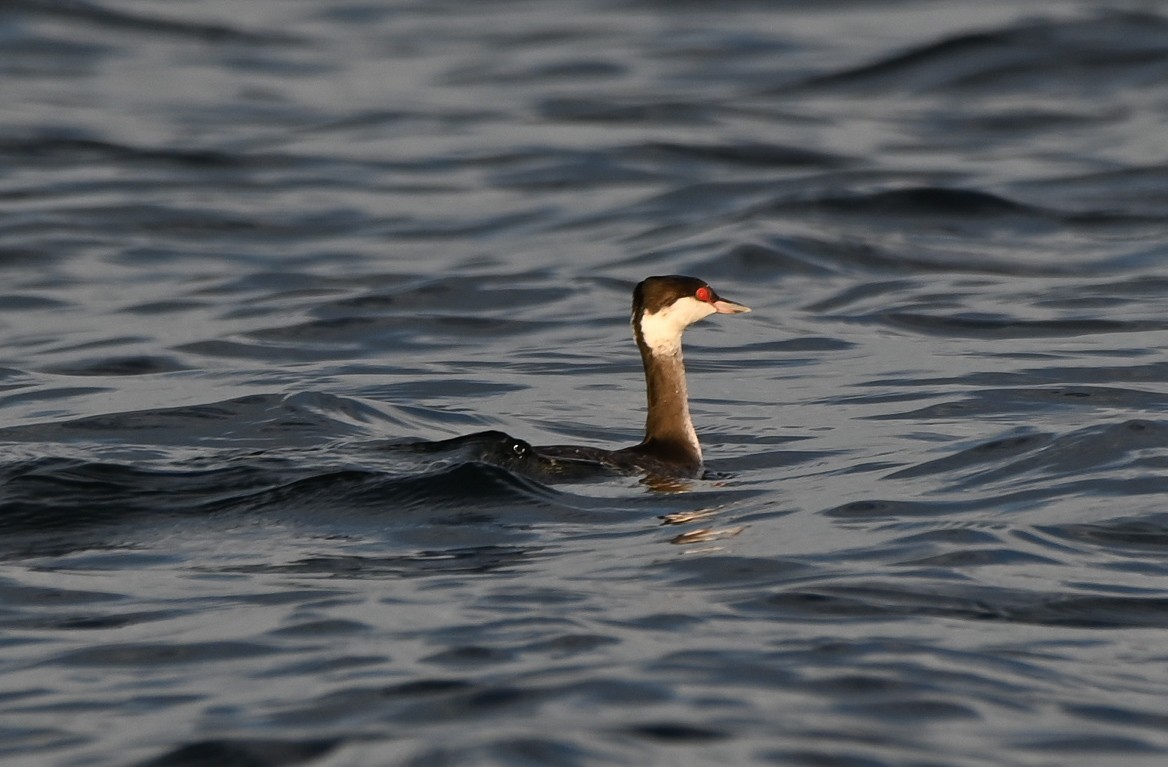 Zampullín Cuellirrojo - ML645300554