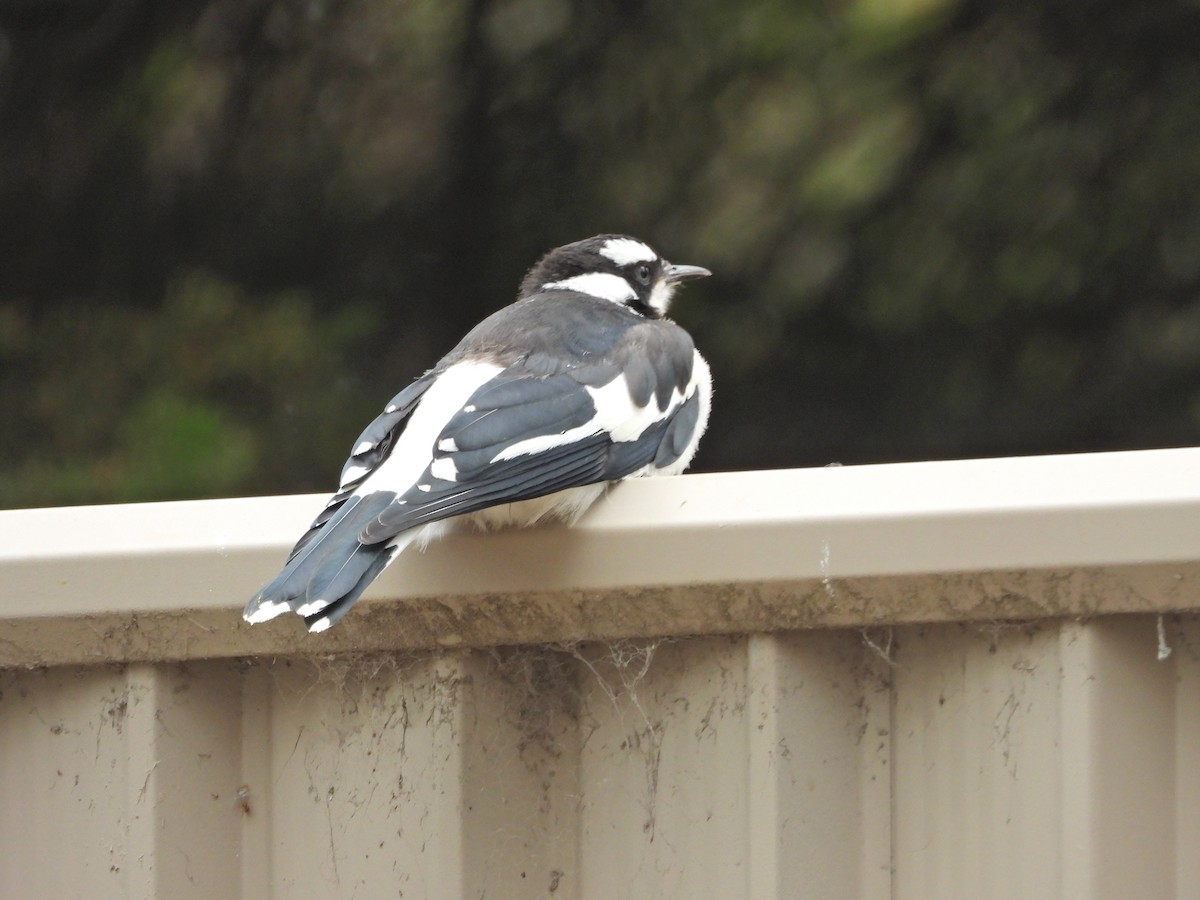 Grallina Australiana - ML645300555