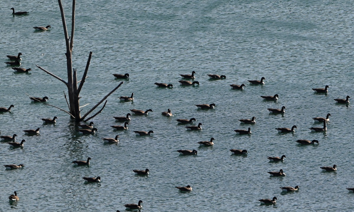 Barnacla Canadiense Grande - ML645300556